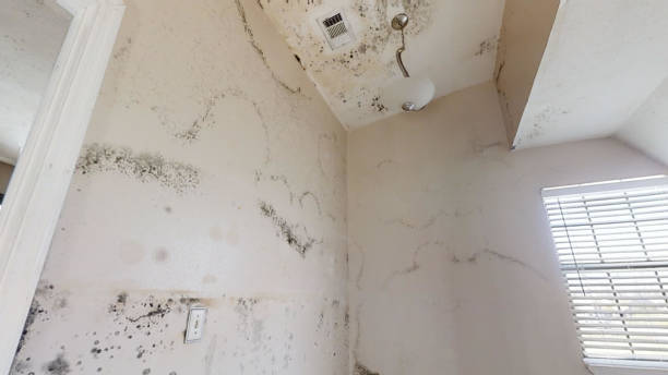 Best Biohazard Mold Removal  in North Plainfield, NJ