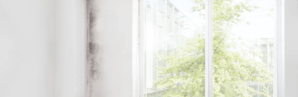 Mold Odor Removal Services in North Plainfield, NJ